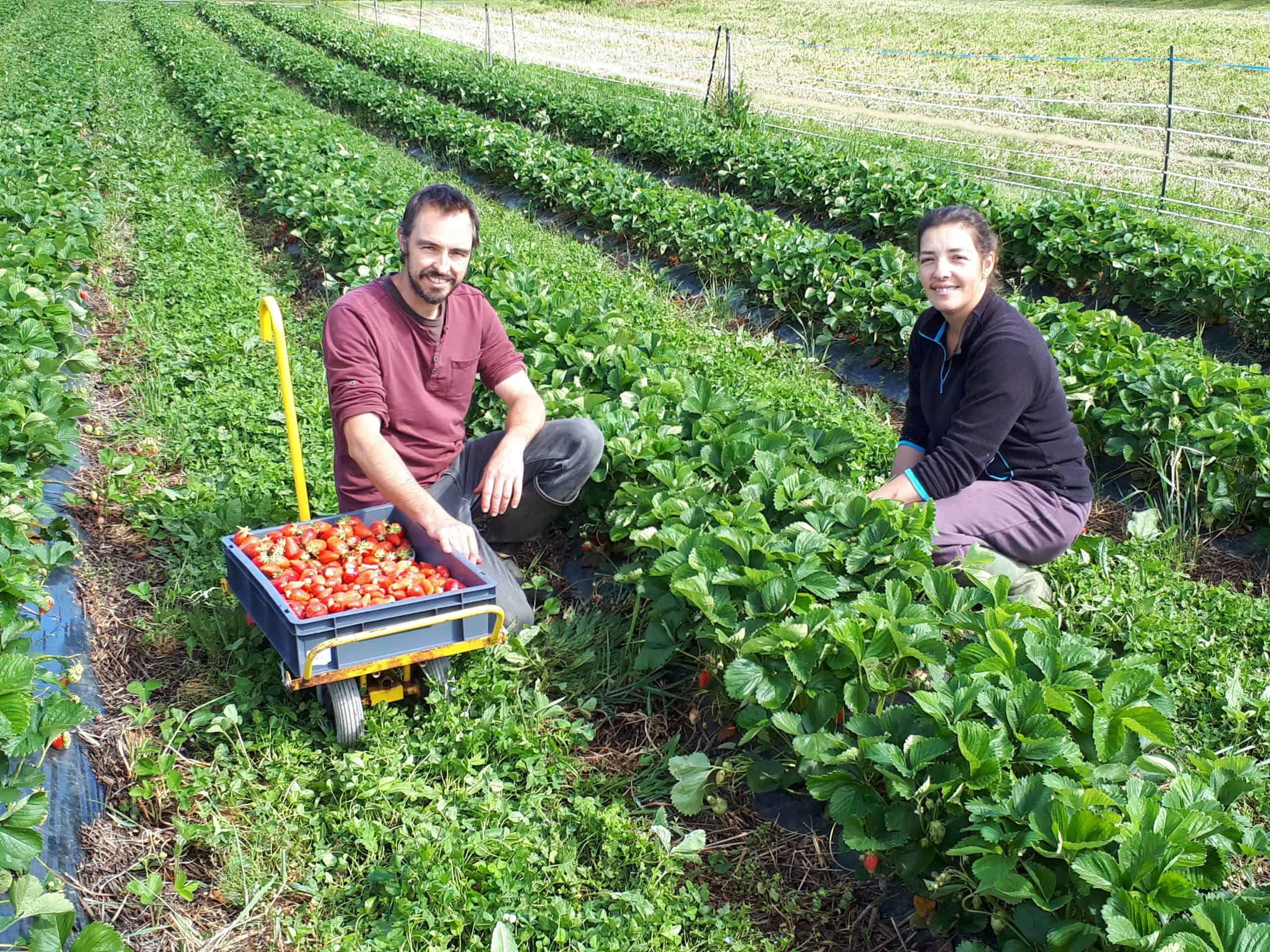 Arnaud et Sarah ds les fraises